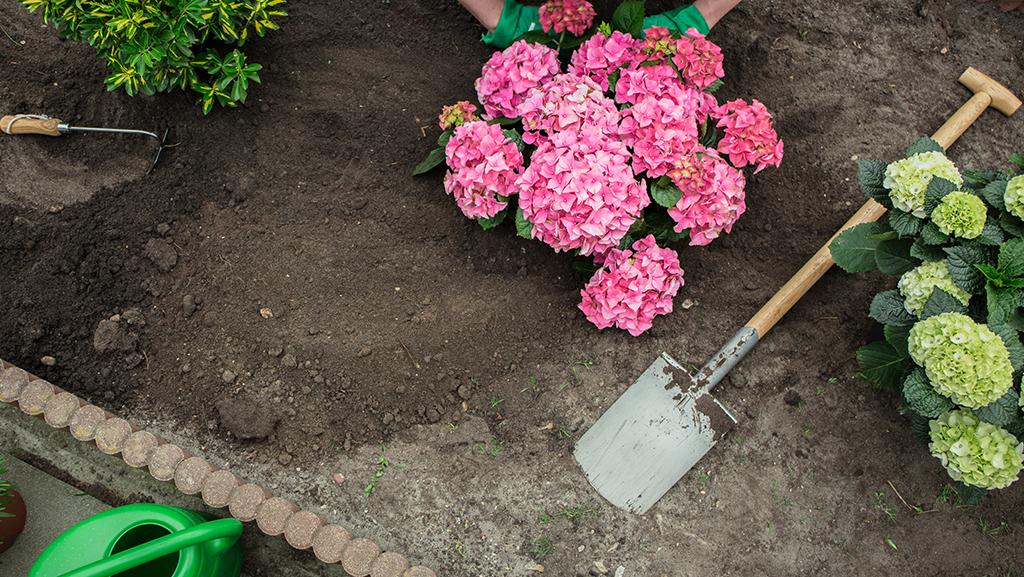 FLOWERS PLANTING
