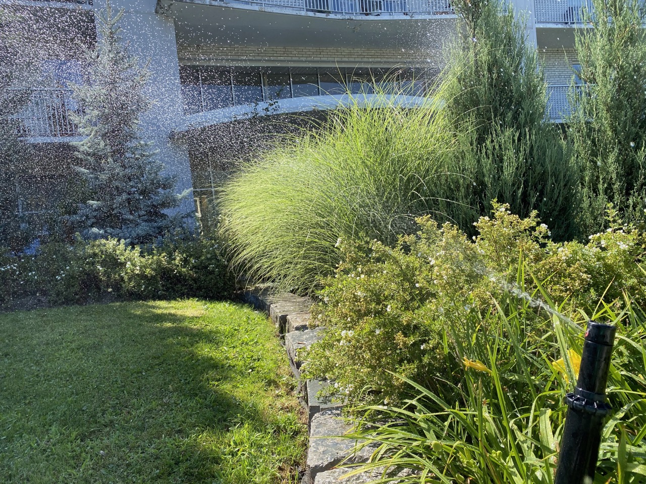 Winter Lawn Watering Tips​
