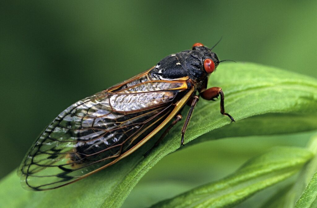 How to Protect Your Garden from Cicadas