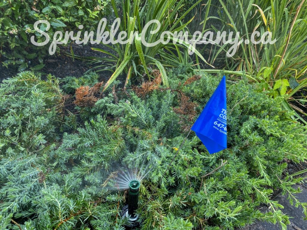 Irrigation Sprinkler System Activation & Start Up King City