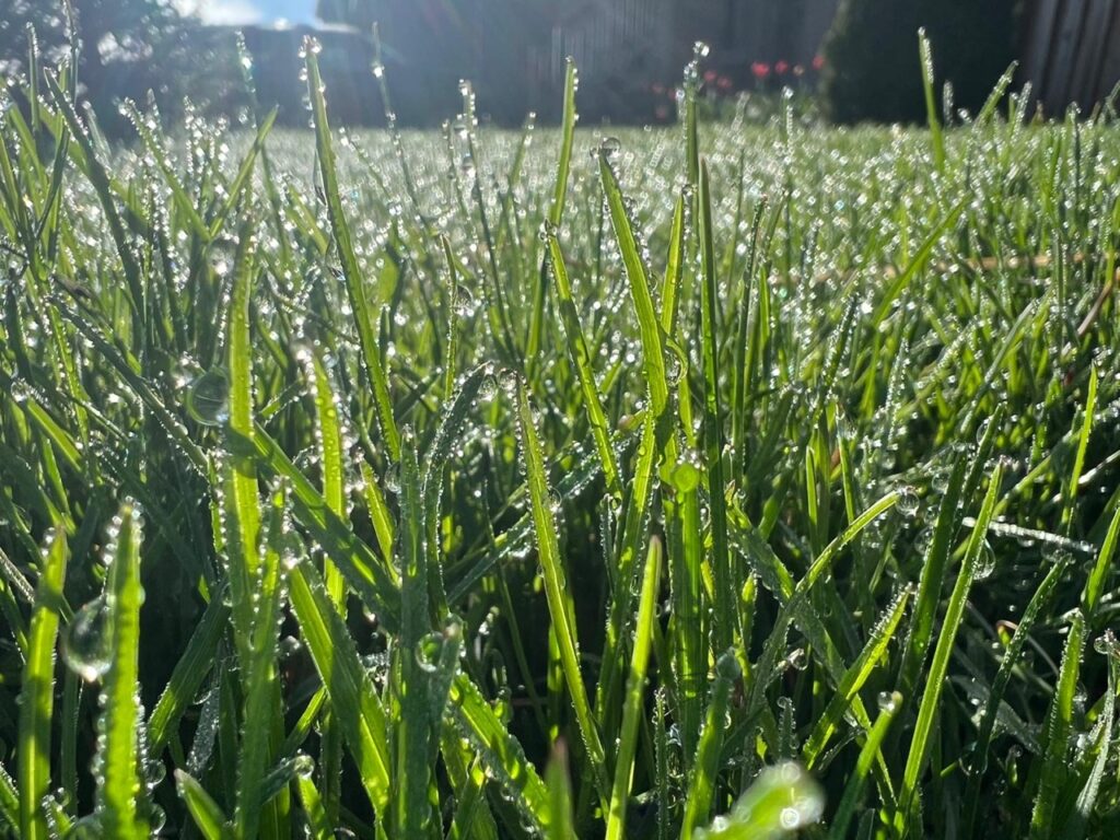 Georgina Irrigation Sprinkler Contractor