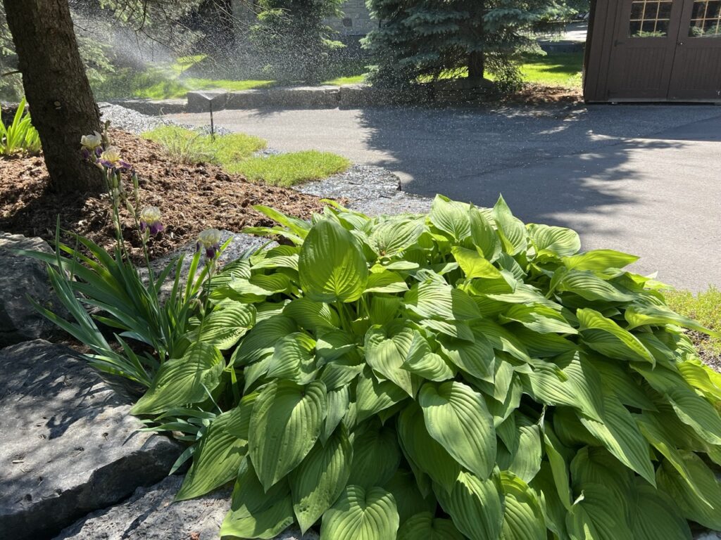 Orillia Irrigation Sprinkler Contractor
