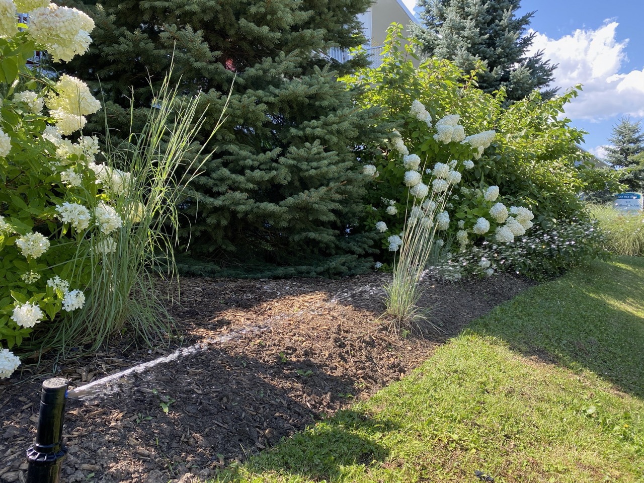 boxwood irrigation