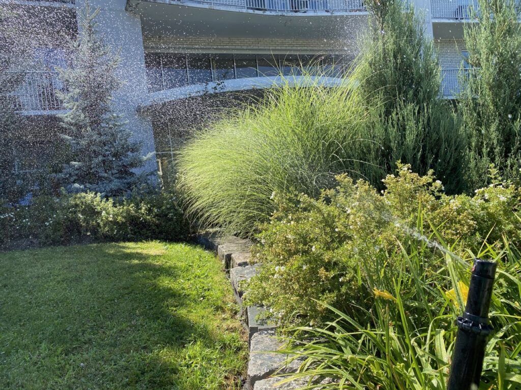 boxwood irrigation