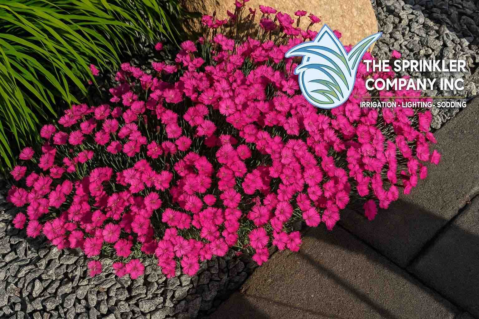 Price for Planting Services in Toronto and GTA
