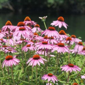Cone Flower – 1Gallon