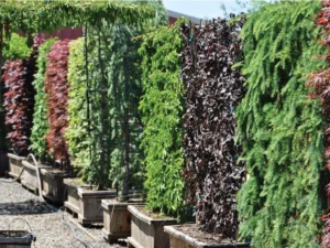 Best Privacy Plants for Toronto Backyards