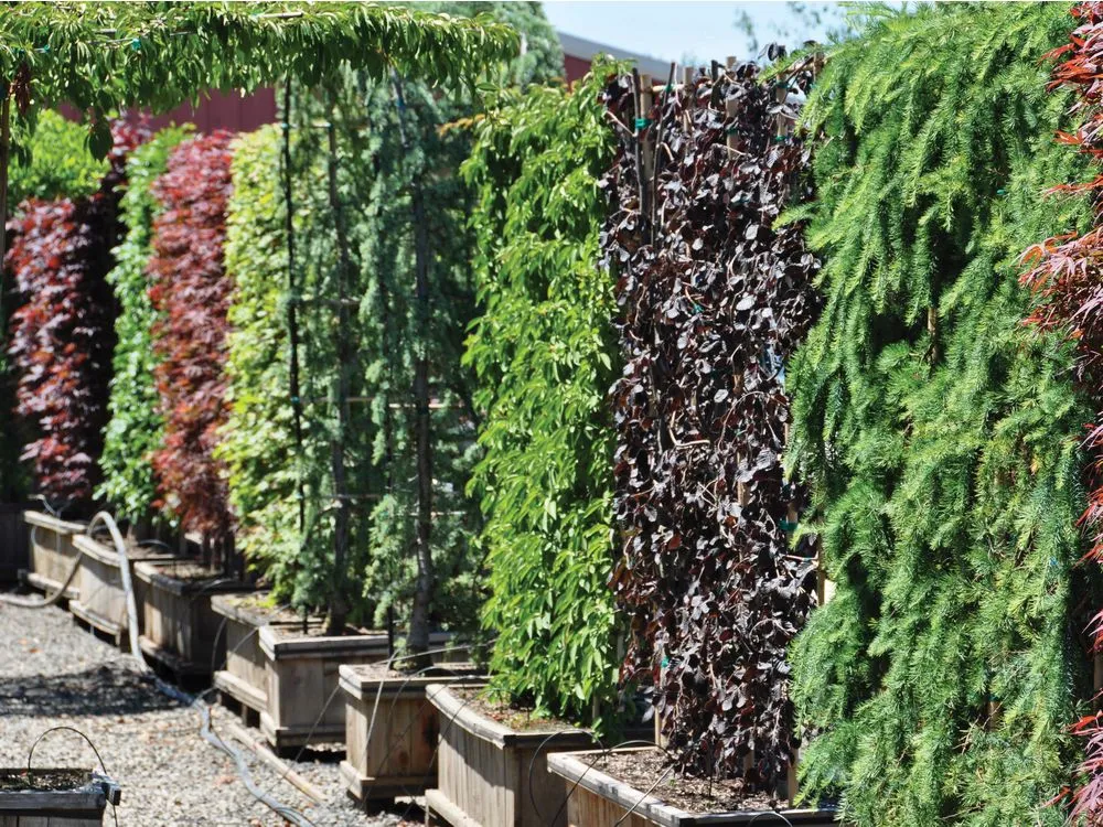 Best Privacy Plants for Toronto Backyards