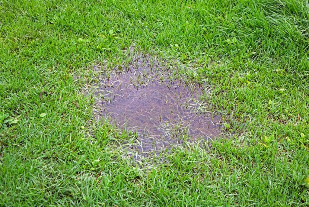 how to fix a soggy back yard fast