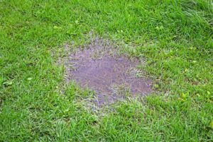 how to fix a soggy back yard fast