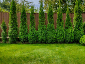 Best Time To Plant Cedars In Toronto and GTA