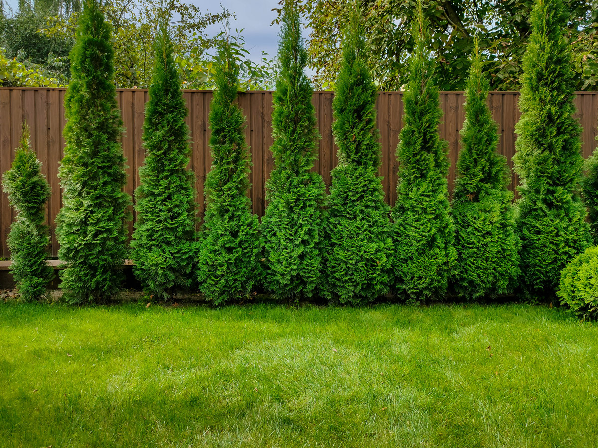 evergreen privacy screen Toronto smart upgrade