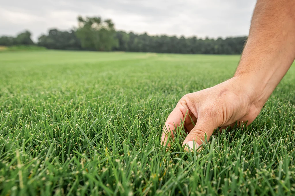 How Often Should You Water New Sod in Toronto?