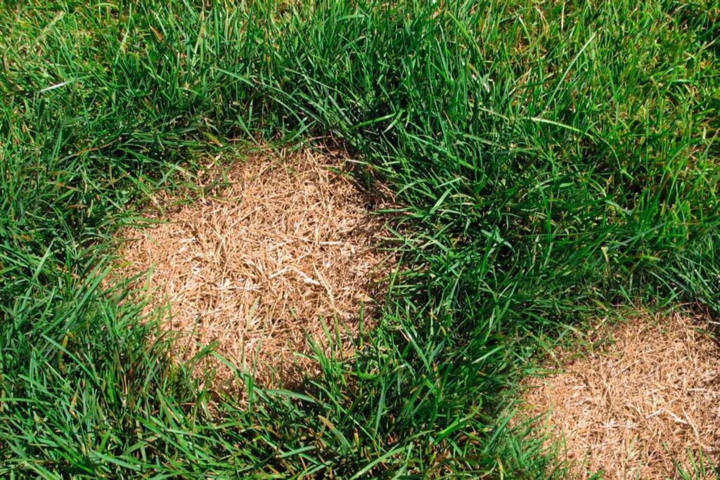 Why Some Lawn Areas Stay Dry Even With Sprinklers