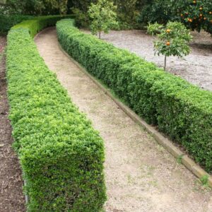 How Much Does a Boxwood or Yew Hedge Cost to Plant in Toronto?