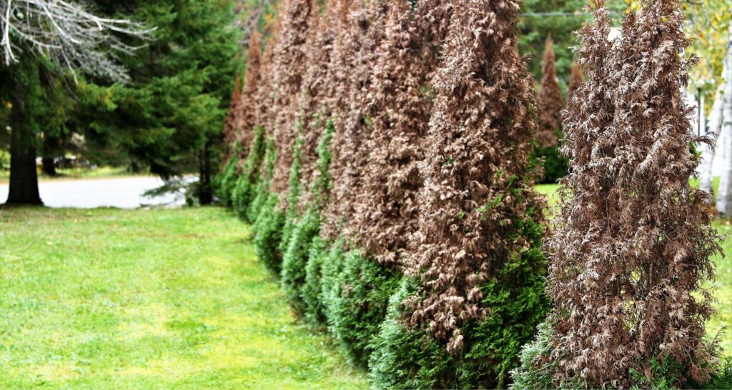 newly planted cedars Turning brown