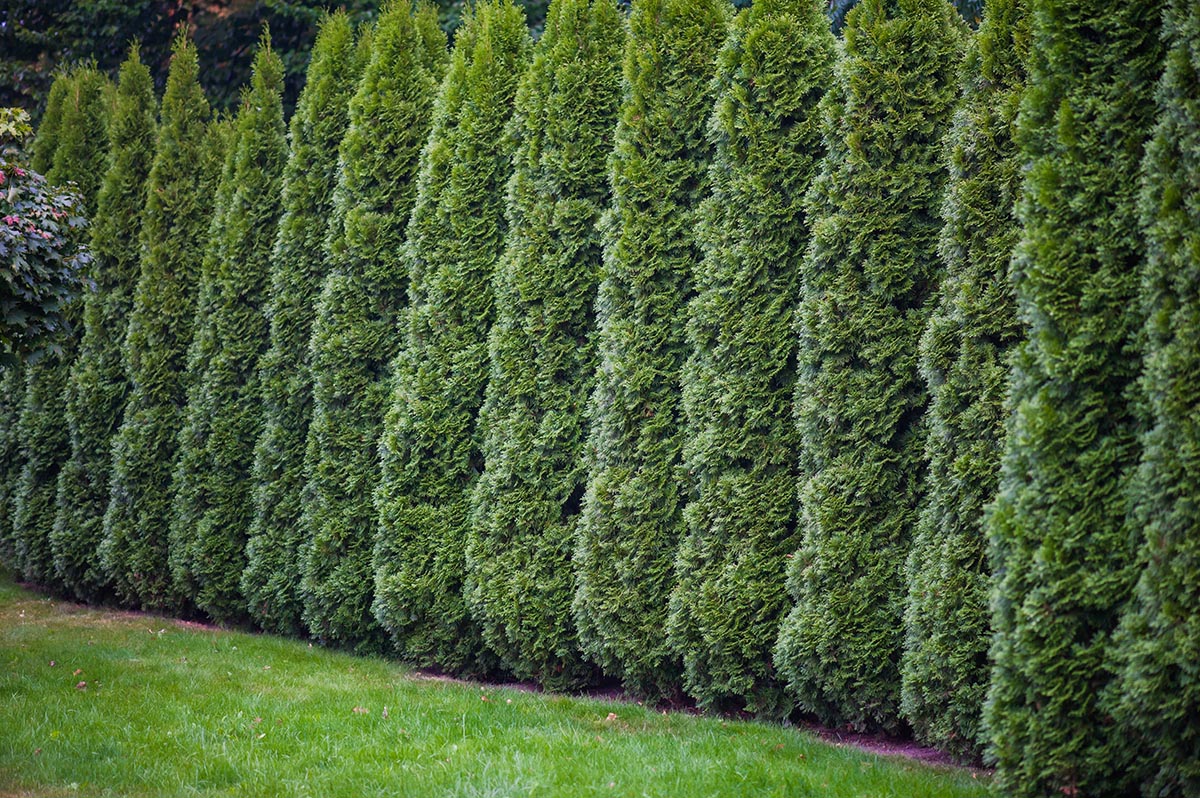 cedar hedge spacing Toronto best fit