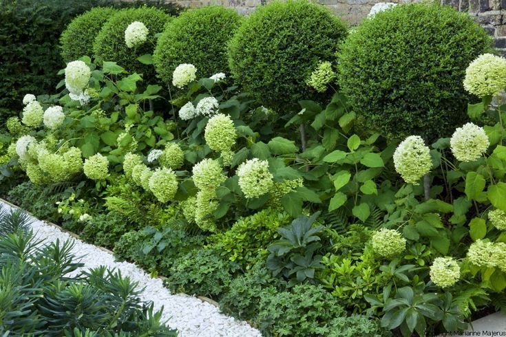 Boxwood Vs Yew Vs Hydrangea Toronto