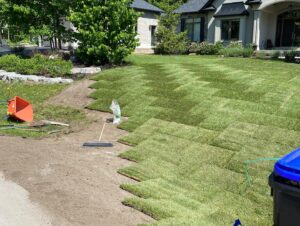 new sod care guide