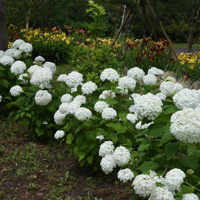 Shrub Planting Cost Toronto