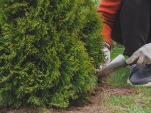 Best Time To Plant Shrubs Toronto