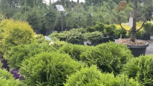 Evergreen Planting Cost Toronto