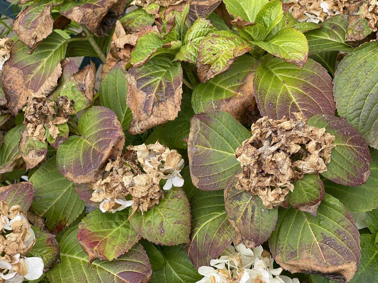 garden bed cleanup Toronto plant health check