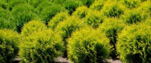Cedar Hedge Vs Mixed Privacy Planting Toronto