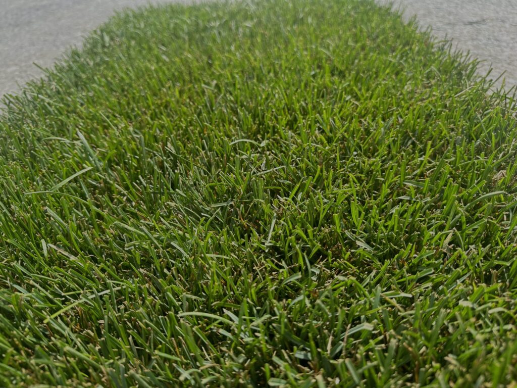 https://sportingvalleyturf.com/wp-content/uploads/2024/08/IMG_5039-scaled.jpg