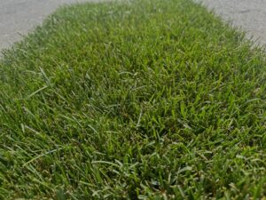 https://sportingvalleyturf.com/wp-content/uploads/2024/08/IMG_5039-scaled.jpg