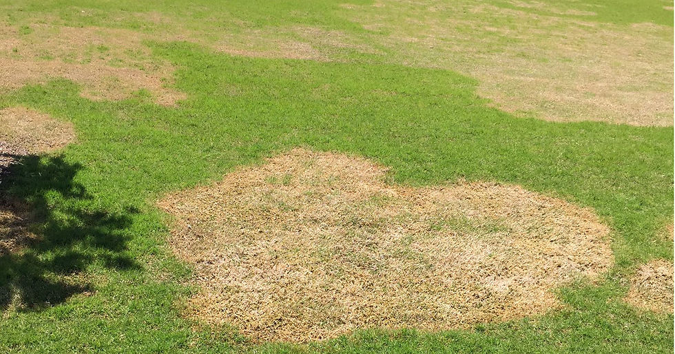 Why Are Dry Spots Appearing Even Though Sprinklers Run