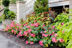 Best Perennials Full Sun Toronto