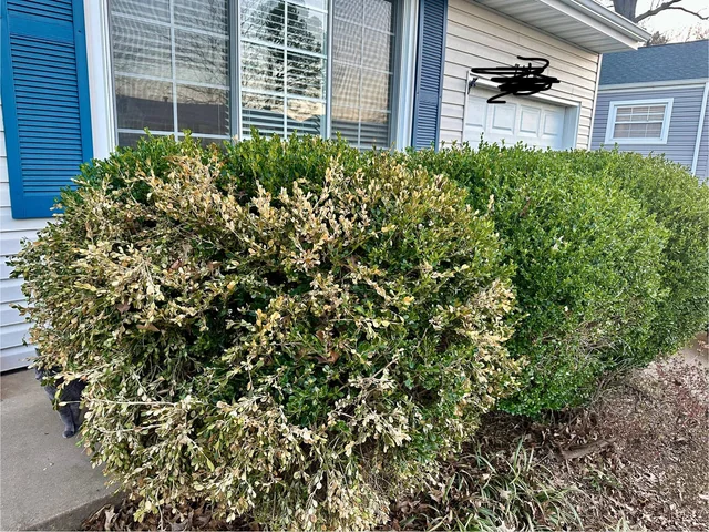 Why Are New Shrubs Dying After Landscaping?