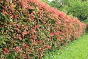Best Evergreen Shrubs For Privacy Toronto