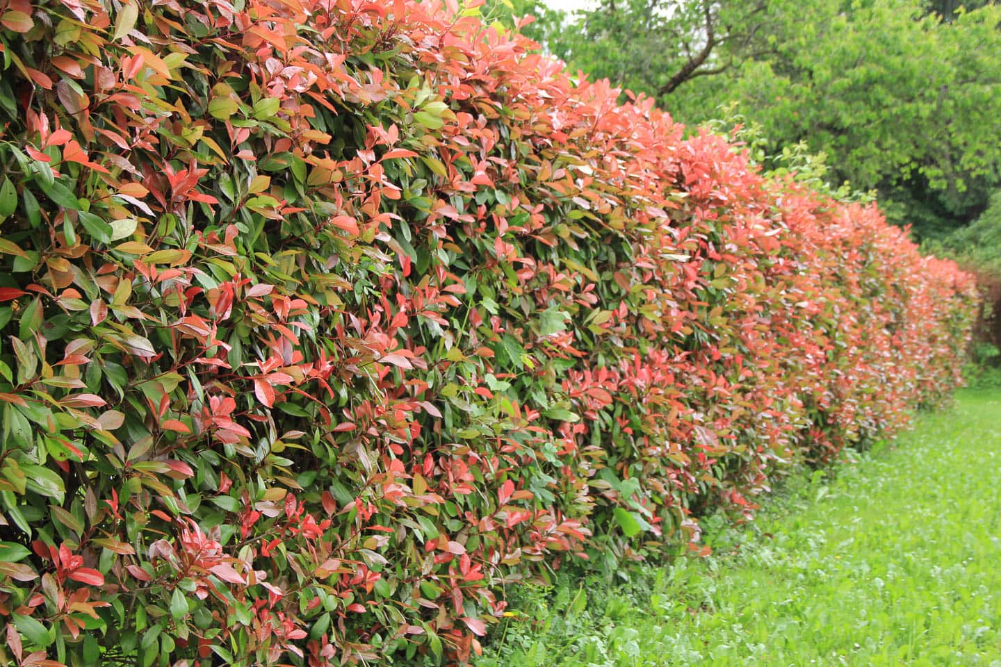 shrub planting cost Toronto best fit