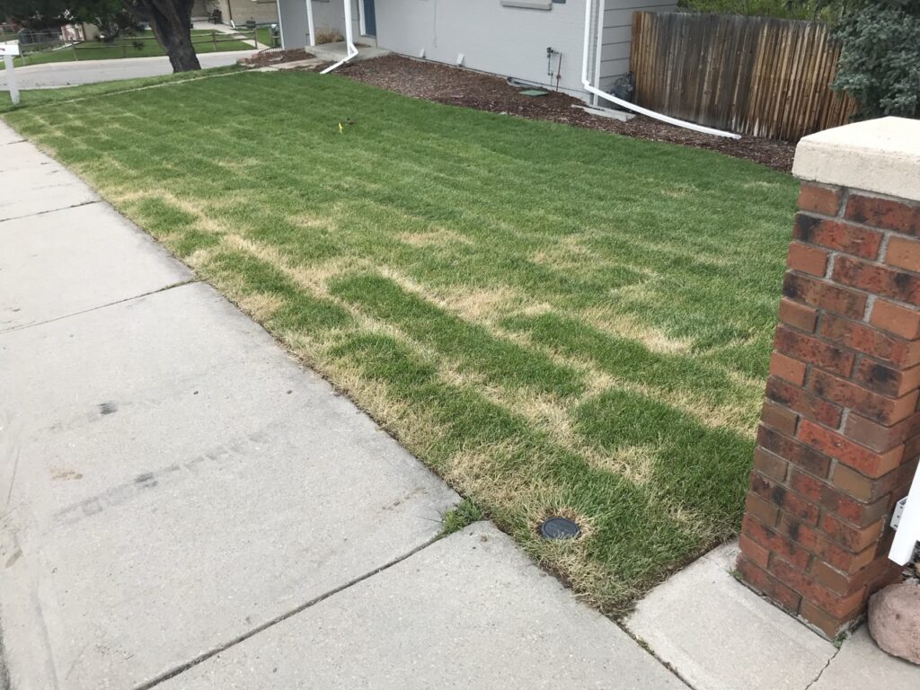new sod turning brown
