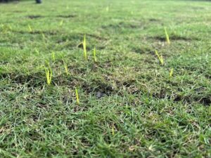 Why Are Weeds Growing Through New Sod?