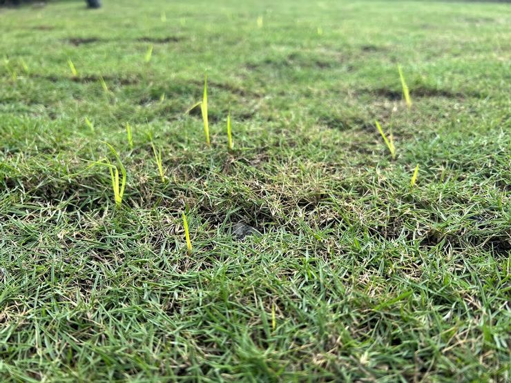 Why Are Weeds Growing Through New Sod?