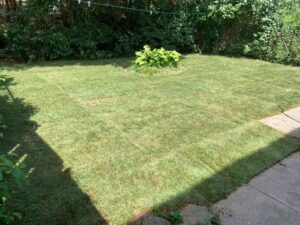 how long after sod can you walk on it