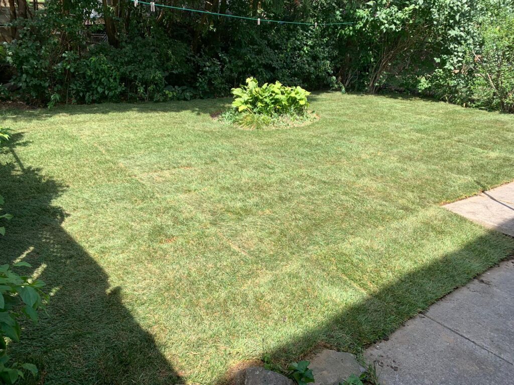 how long after sod can you walk on it