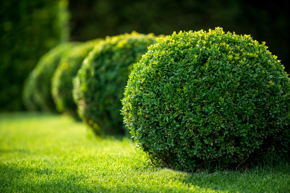 Shrubs