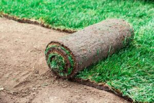 sod for curb appeal