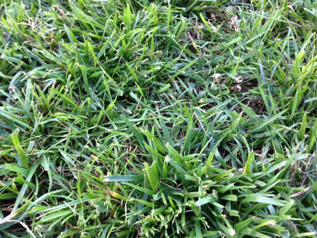 Kentucky bluegrass vs fescue sod
