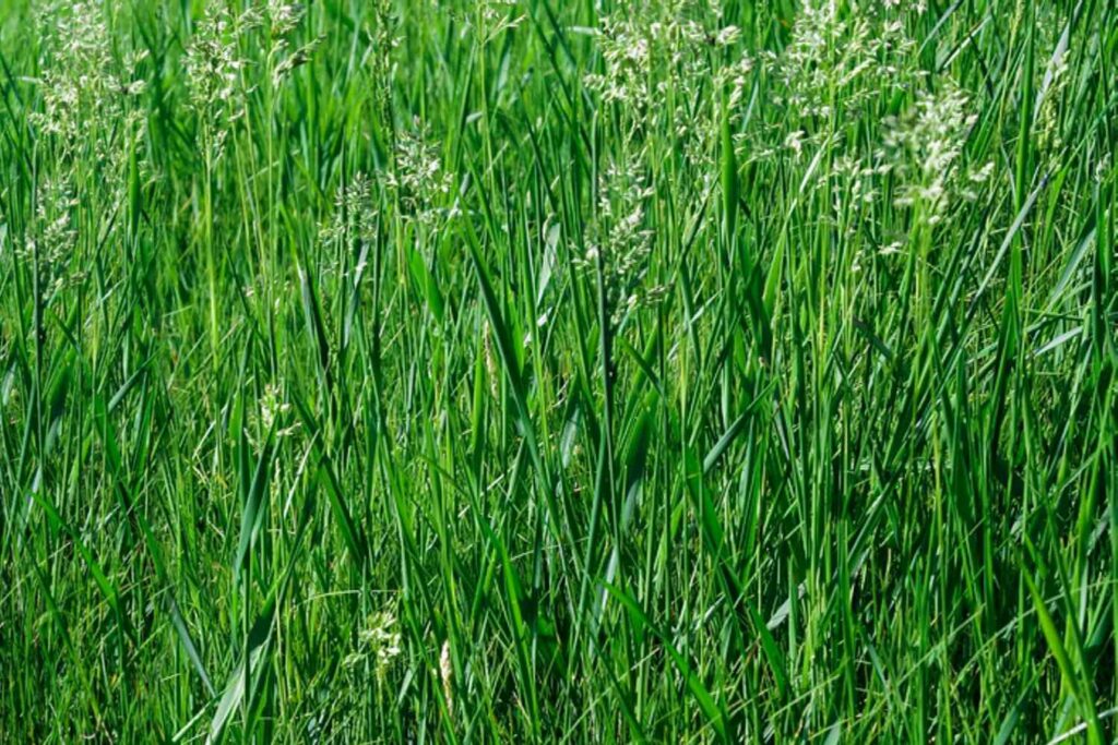 how often to water new sod