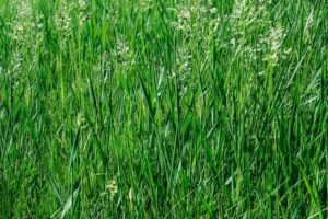 how often to water new sod