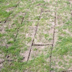 Why Are Sod Seams Showing or Pulling Apart?