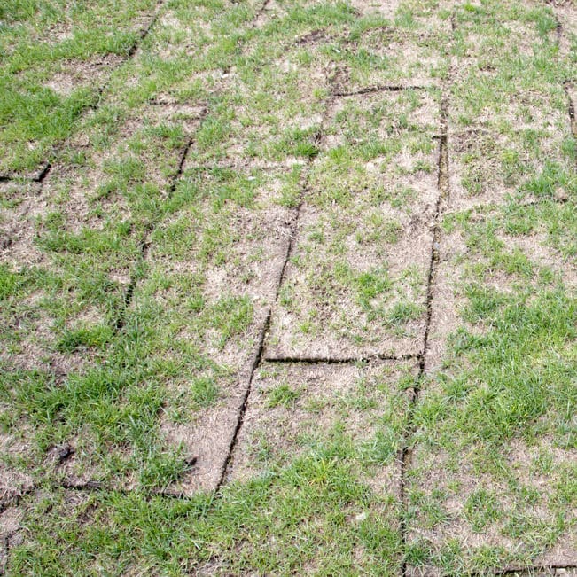 Why Are Sod Seams Showing or Pulling Apart?