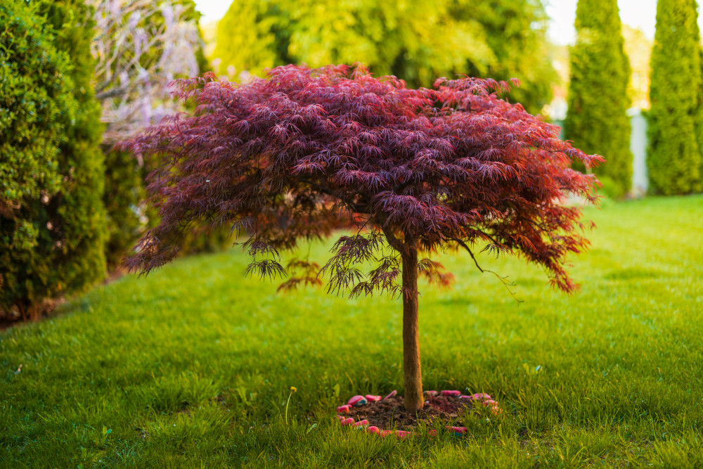 Small Trees for Toronto Front Yards