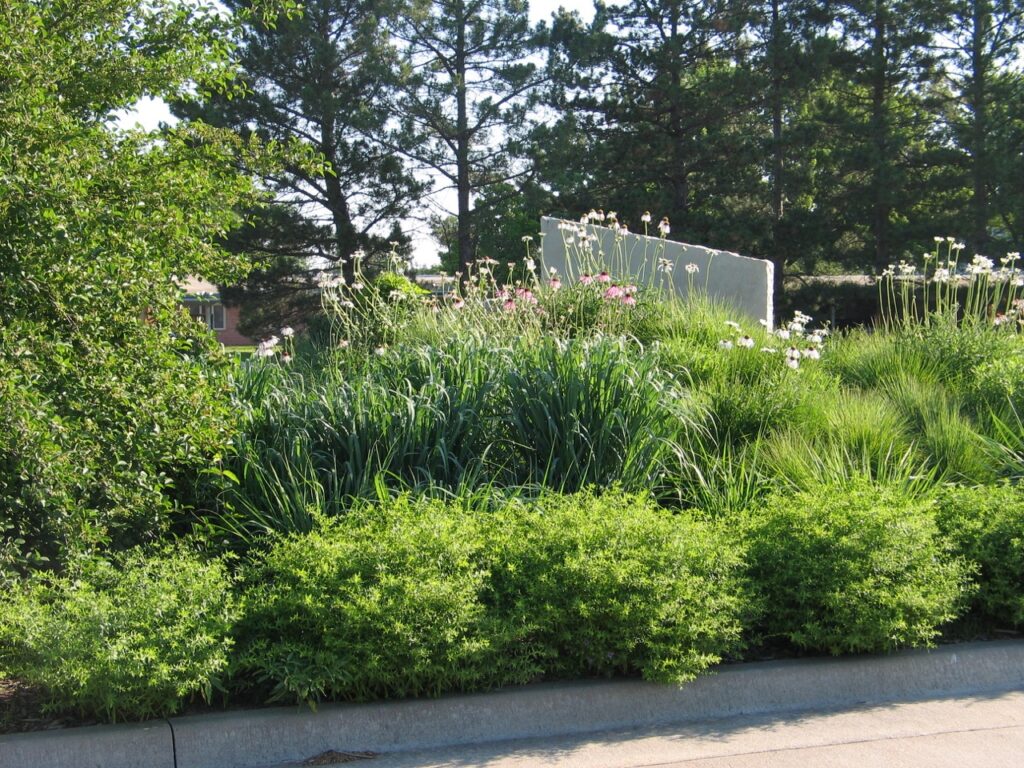 Native Shrubs for Pollinators in Toronto Gardens