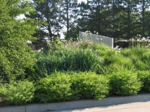 Native Shrubs for Pollinators in Toronto Gardens